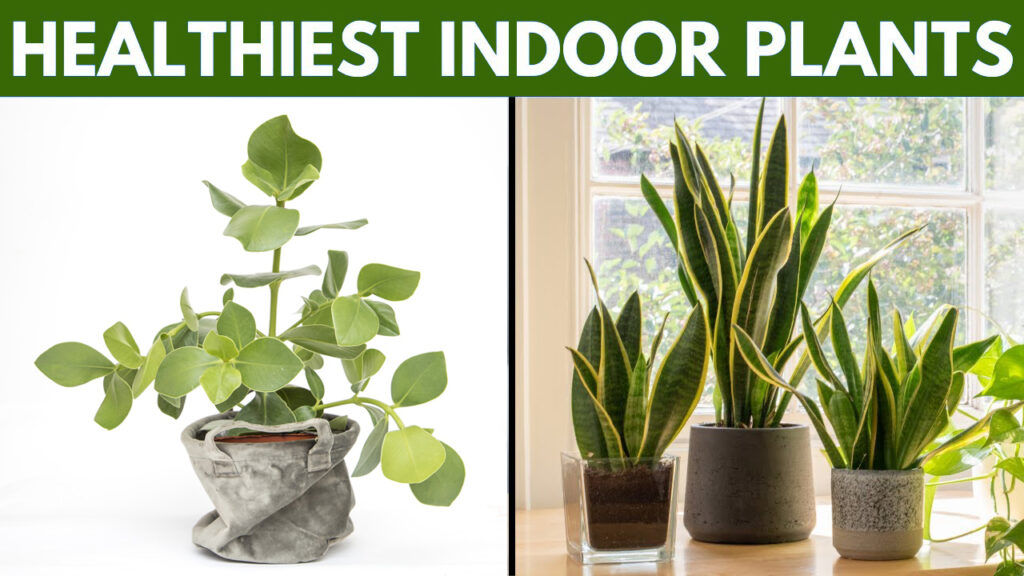 healthiest indoor plants